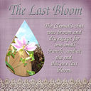 last_bloom.jpg